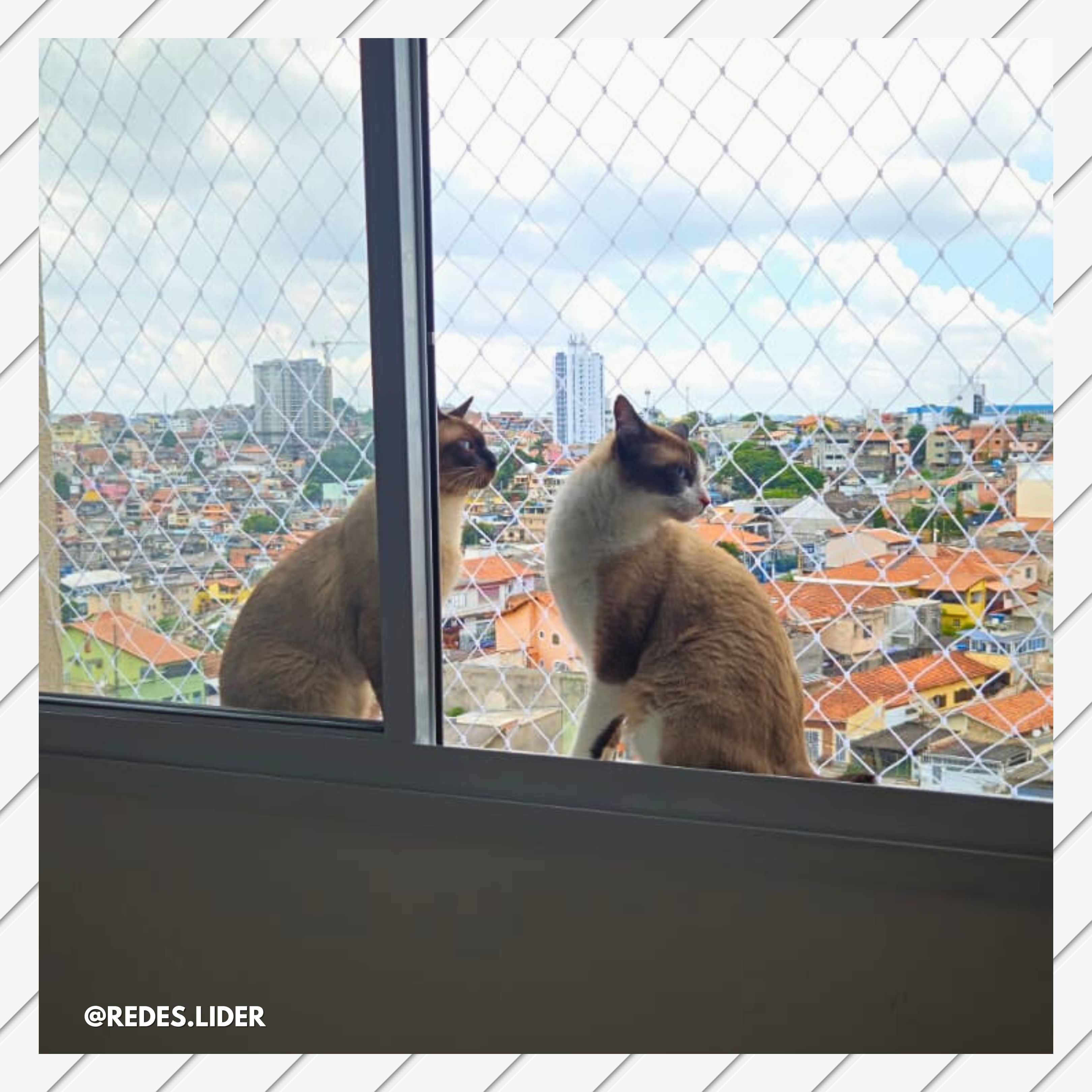 dois gatos em uma janela com rede de proteo